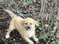 Rocky, a male Australian Shepherd and Golden Retriever for sale in Rochester, NY – Photo 5 of 5