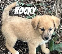 Rocky, a male Australian Shepherd and Golden Retriever for sale in Rochester, NY – Photo 3 of 5