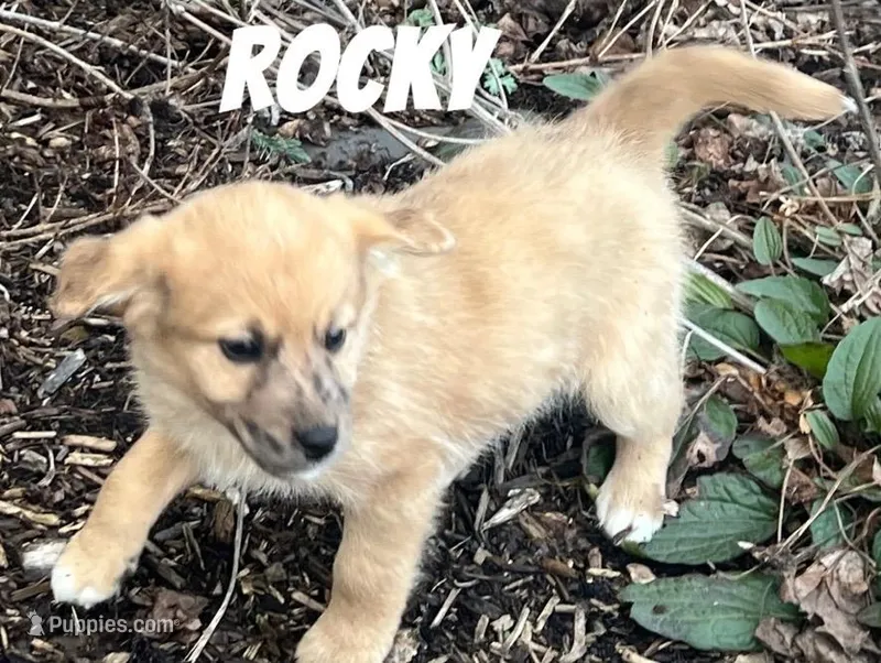 Rocky – Australian Shepherd, Golden Retriever puppy for sale in Rochester, NY