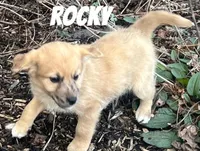 Rocky, a male Australian Shepherd and Golden Retriever for sale in Rochester, NY – Photo 1 of 5