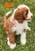 Jack , a male Cavapoo for sale in Rochester, NY – 3 of 10
