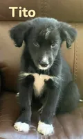 Tito, a male Australian Shepherd and Pomsky for sale in Rochester, NY – 3 of 6
