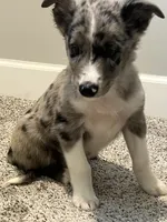Nova , a female Miniature Australian Shepherd for sale in Rochester, NY – 2 of 8