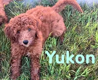 Yukon, a male Miniature Goldendoodle for sale in Rochester, NY – 8 of 9