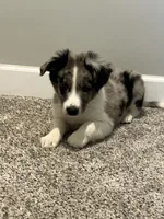 Mello, a male Miniature Australian Shepherd for sale in Rochester, NY – 6 of 6