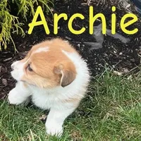 Archie, a male Pembroke Welsh Corgi for sale in Rochester, NY – Photo 2 of 4