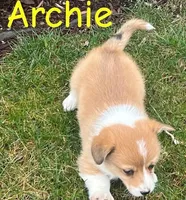 Archie, a male Pembroke Welsh Corgi for sale in Rochester, NY – Photo 3 of 4