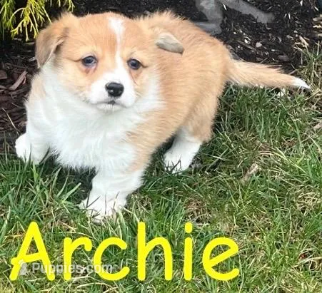 Archie – Pembroke Welsh Corgi puppy for sale in Rochester, NY