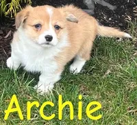 Archie, a male Pembroke Welsh Corgi for sale in Rochester, NY – Photo 1 of 4