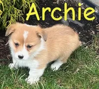 Archie, a male Pembroke Welsh Corgi for sale in Rochester, NY – Photo 4 of 4