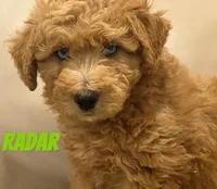 Radar, a male Miniature Labradoodle for sale in Rochester, NY – 5 of 8