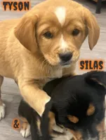 Tyson, a male Cavalier King Charles Spaniel for sale in Rochester, NY – 5 of 6