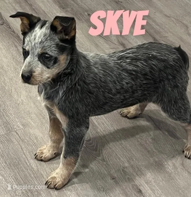 Skye, a female Australian Cattle Dog for sale in Rochester, NY – Photo 1 of 8