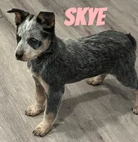 Skye, a female Australian Cattle Dog for sale in Rochester, NY – Photo 1 of 8