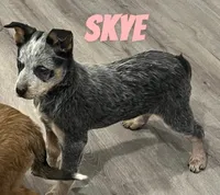 Skye, a female Australian Cattle Dog for sale in Rochester, NY – Photo 5 of 8