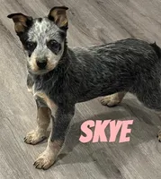 Skye, a female Australian Cattle Dog for sale in Rochester, NY – Photo 2 of 8