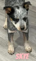 Skye, a female Australian Cattle Dog for sale in Rochester, NY – Photo 7 of 8