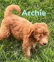 Archie, a male Miniature Goldendoodle for sale in Rochester, NY – 3 of 7