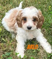 Arlo, a male Cavapoo for sale in Rochester, NY – 6 of 9