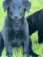 Millie, a female Golden Retriever and Labrador Retriever for sale in Rochester, NY – 7 of 9