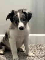 Mello, a male Miniature Australian Shepherd for sale in Rochester, NY – 4 of 6