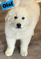 Olaf, a male Great Pyrenees for sale in Rochester, NY – 3 of 8