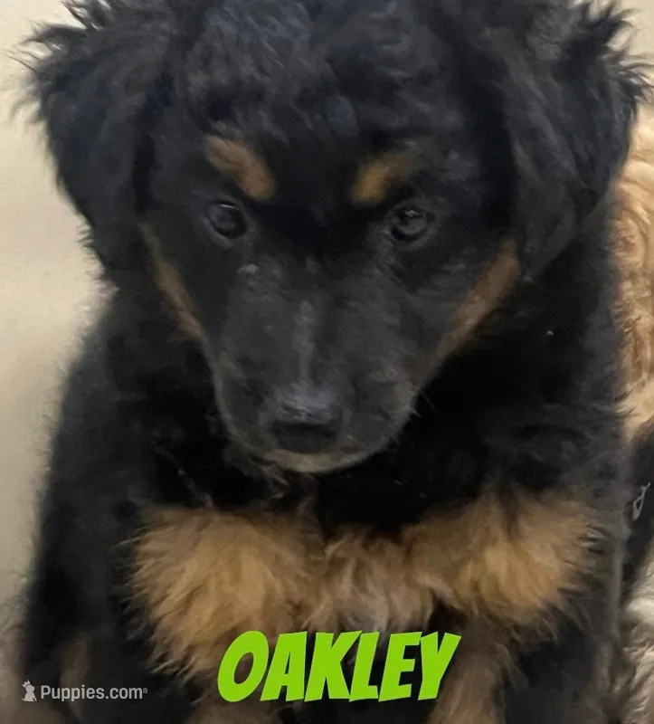 Oakley – Miniature Bernedoodle, Miniature Labradoodle puppy for sale in Rochester, NY