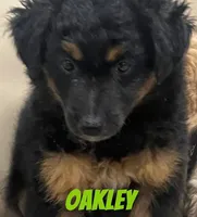 Oakley, a male Miniature Bernedoodle and Miniature Labradoodle for sale in Rochester, NY – 1 of 6