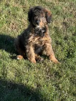 Mila, a female Miniature Bernedoodle for sale in Rochester, NY – 2 of 8