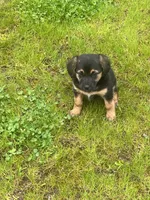 Sadie, a female German Shepherd Dog and Labrador Retriever for sale in Rochester, NY – 7 of 7