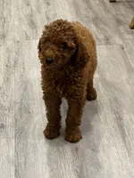 Chia, a female Miniature Goldendoodle for sale in Rochester, NY – 6 of 10