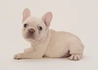S'more, a female French Bulldog for sale in Sunrise, FL – 3 of 3