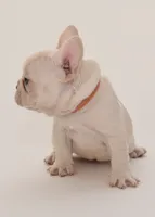 S'more, a female French Bulldog for sale in Sunrise, FL – 2 of 3