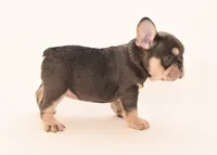 Hershey, a female French Bulldog for sale in Sunrise, FL – 1 of 1