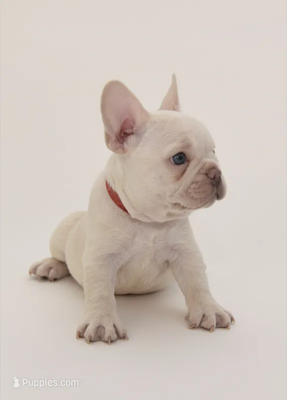 Waffles – French Bulldog puppy for sale in Sunrise, FL