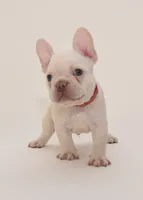 Waffles, a female French Bulldog for sale in Sunrise, FL – 2 of 3