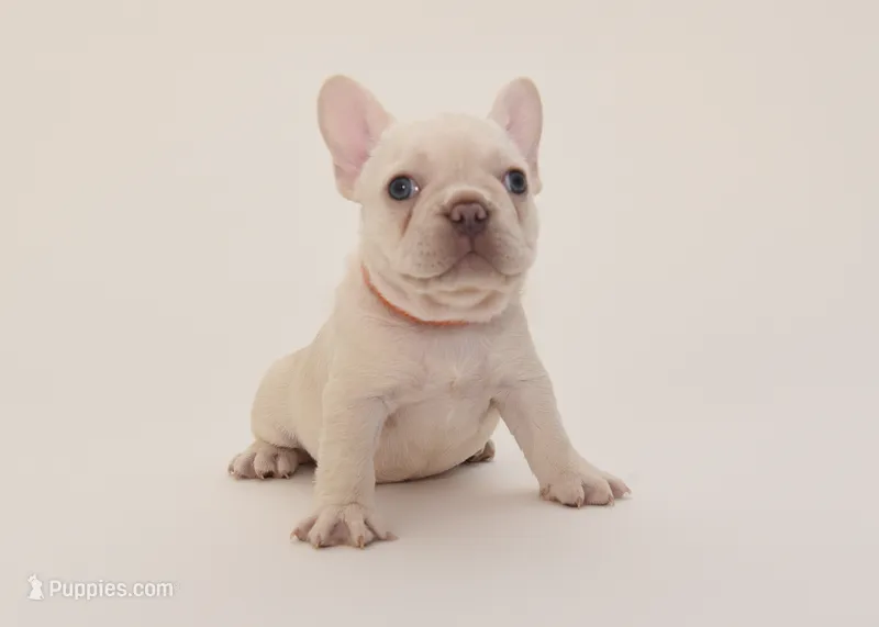 S'more – French Bulldog puppy for sale in Sunrise, FL