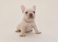 S'more, a female French Bulldog for sale in Sunrise, FL – 1 of 3