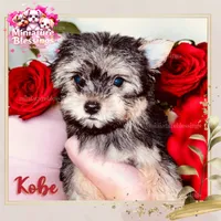 Kobe, a male Yorkshire Terrier for sale in Asheville, NC – 1 of 1