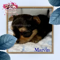 Marvin, a male Morkie for sale in Asheville, NC – 2 of 2