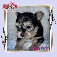 Marvin, a male Morkie for sale in Asheville, NC – 1 of 2