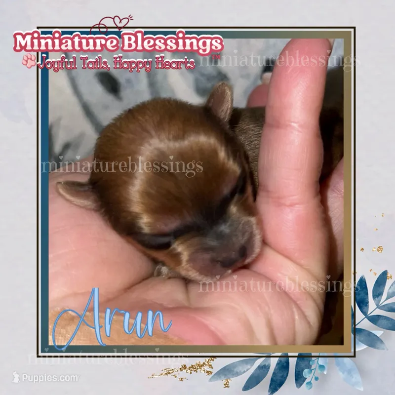 Arun – Yorkshire Terrier puppy for sale in Asheville, NC