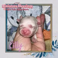 Lilly, a female Maltese for sale in Asheville, NC – 1 of 1