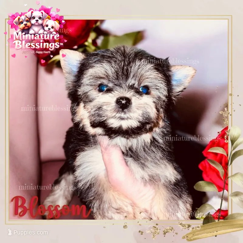 Blossom – Yorkshire Terrier puppy for sale in Asheville, NC