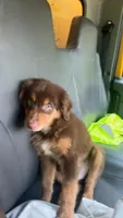 Blaze , a male Australian Shepherd for sale in Tuscaloosa, AL – 1 of 3