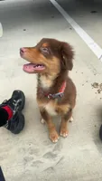 Blaze , a male Australian Shepherd for sale in Tuscaloosa, AL – 3 of 3