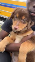 Blaze , a male Australian Shepherd for sale in Tuscaloosa, AL – 2 of 3