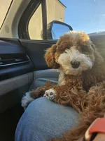 Ollie, a male Goldendoodle for sale in Fresno, CA – 6 of 9