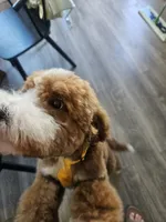 Ollie, a male Goldendoodle for sale in Fresno, CA – 8 of 9