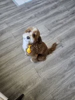 Ollie, a male Goldendoodle for sale in Fresno, CA – 4 of 9